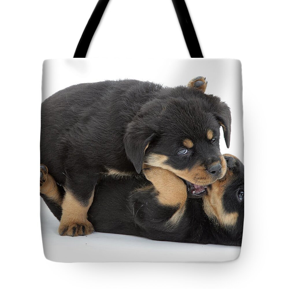 Dog Tote Bag featuring the photograph Rottweiler Pups #1 by Jane Burton
