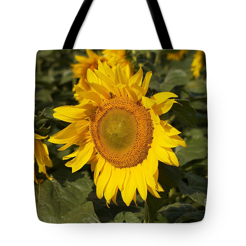 Sun Flower Tote Bag featuring the photograph Sun Flower #1 by William Norton