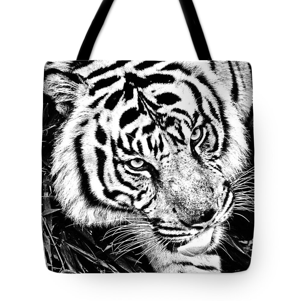 Tiger Tote Bag featuring the photograph Tiger #2 by Perla Copernik