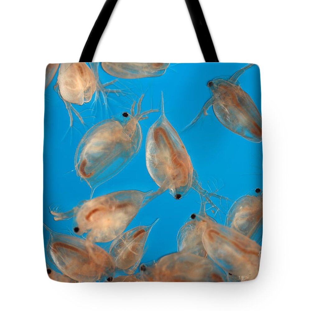 Water Flea Tote Bag featuring the photograph Water Flea Daphnia Magna #1 by Ted Kinsman