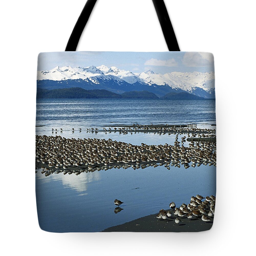Mp Tote Bag featuring the photograph Western Sandpiper Calidris Mauri Flock #1 by Michael Quinton