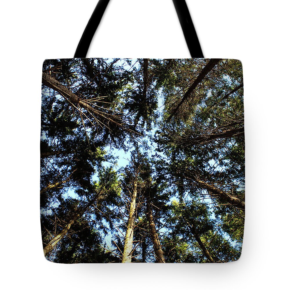 Pine Forest Tote Bag featuring the photograph Whispering Pines #1 by Rachel Cohen