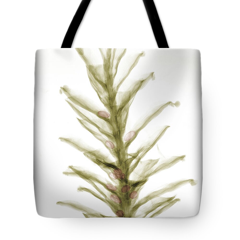 Pine Cones Tote Bag featuring the photograph X-ray Of Pinecone With Seeds #1 by Ted Kinsman