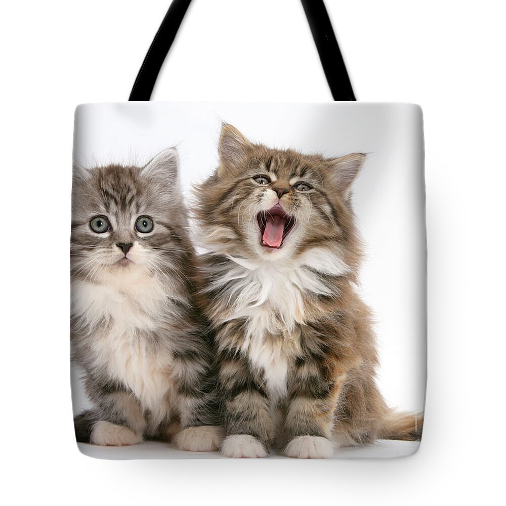 Animal Tote Bag featuring the photograph Maine Coon Kittens #16 by Mark Taylor