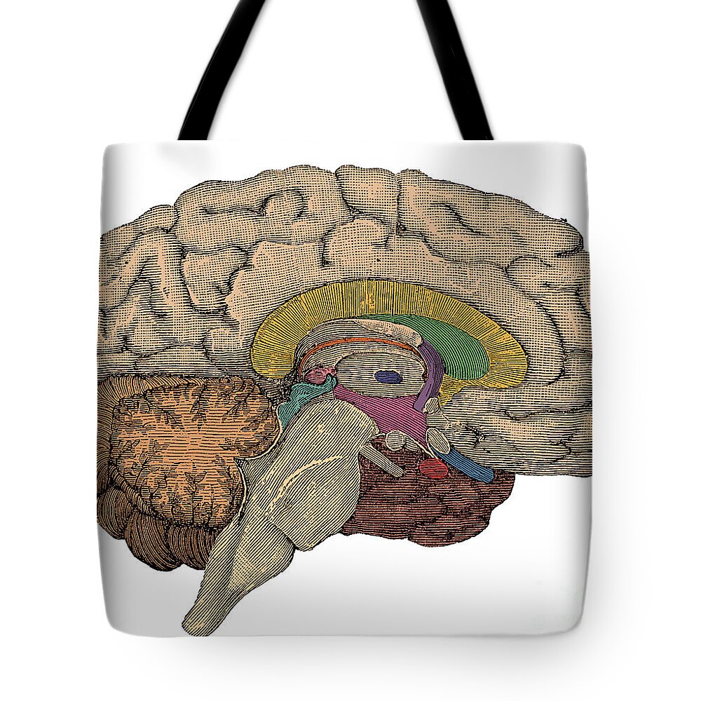 Brain Tote Bag featuring the photograph Brain Cross-section #2 by Science Source