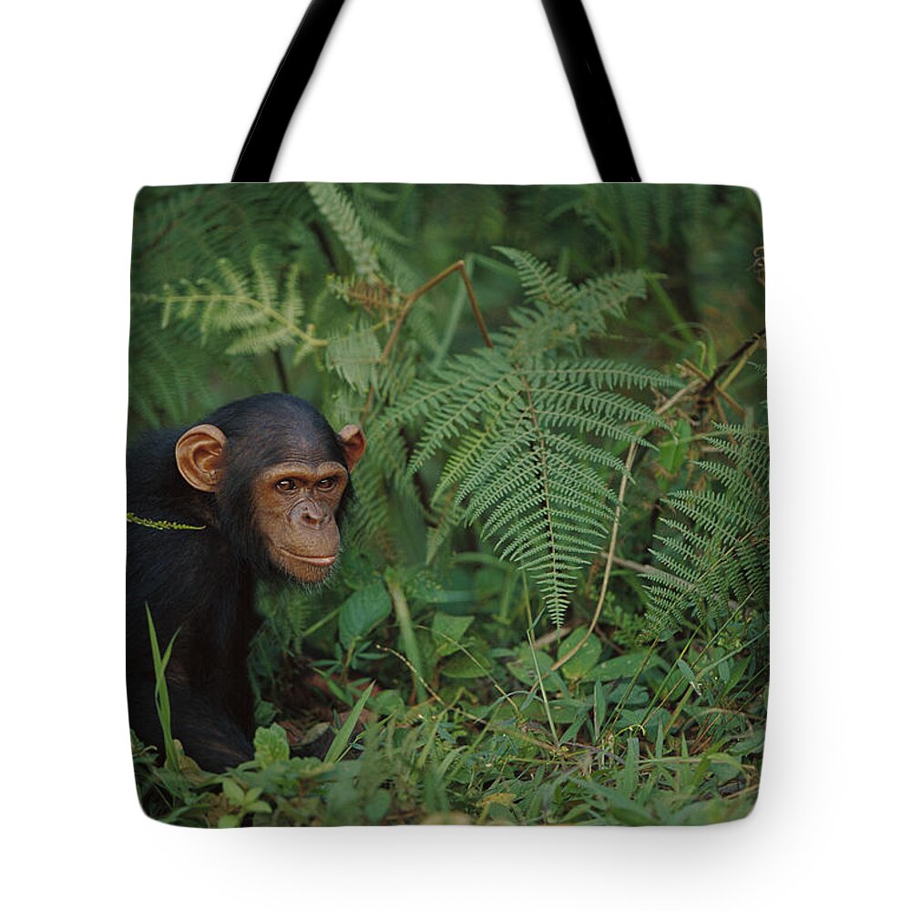 00620020 Tote Bag featuring the photograph Chimpanzee on Forest Floor by Cyril Ruoso