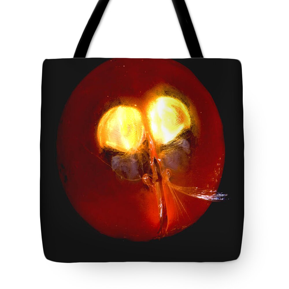 Gigantocyprus Tote Bag featuring the photograph Giant Ostracod #2 by Dante Fenolio