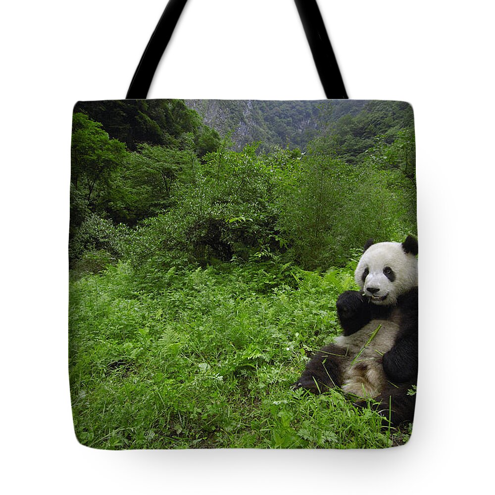 Mp Tote Bag featuring the photograph Giant Panda Ailuropoda Melanoleuca #2 by Pete Oxford