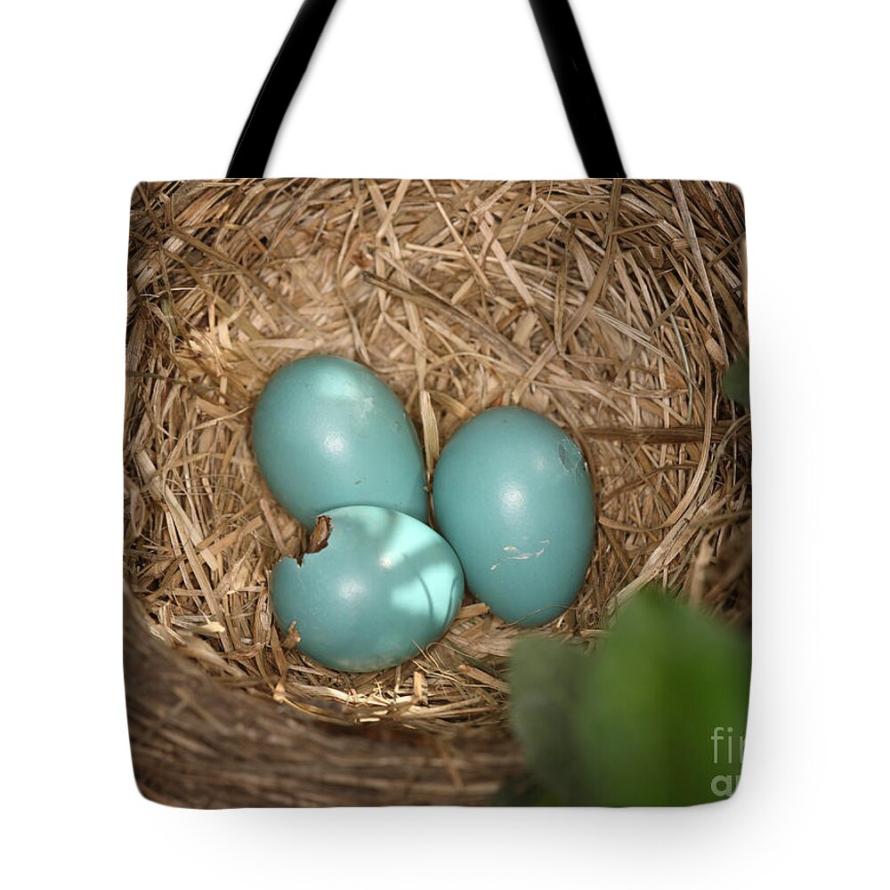 Robin Egg Tote Bag featuring the photograph Hatching Robin Nestlings #2 by Ted Kinsman