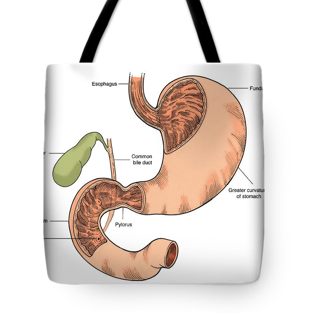 https://render.fineartamerica.com/images/rendered/default/tote-bag/images-medium/2-illustration-of-stomach-and-duodenum-science-source.jpg?&targetx=-101&targety=0&imagewidth=965&imageheight=763&modelwidth=763&modelheight=763&backgroundcolor=FCFEFC&orientation=0&producttype=totebag-18-18