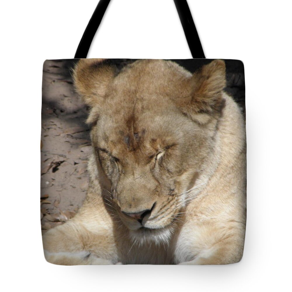 Lioness Tote Bag featuring the photograph Lioness #2 by Kim Galluzzo