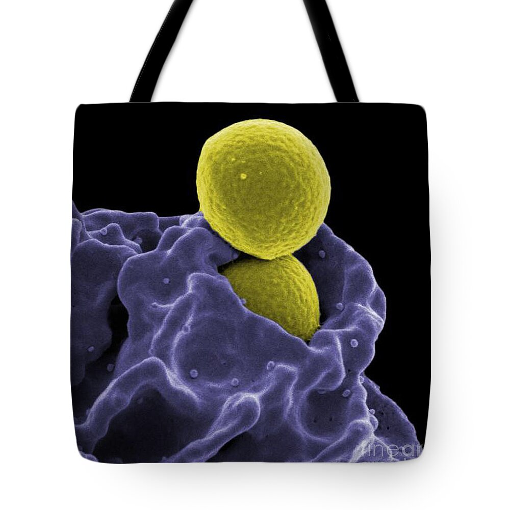 Microbiology Tote Bag featuring the photograph Neutrophil Ingesting Mrsa Bacteria, Sem #2 by Science Source