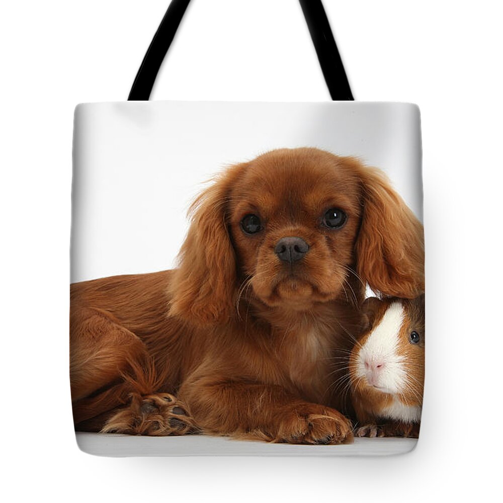 Nature Tote Bag featuring the photograph Ruby Cavalier King Charles Spaniel Pup #2 by Mark Taylor