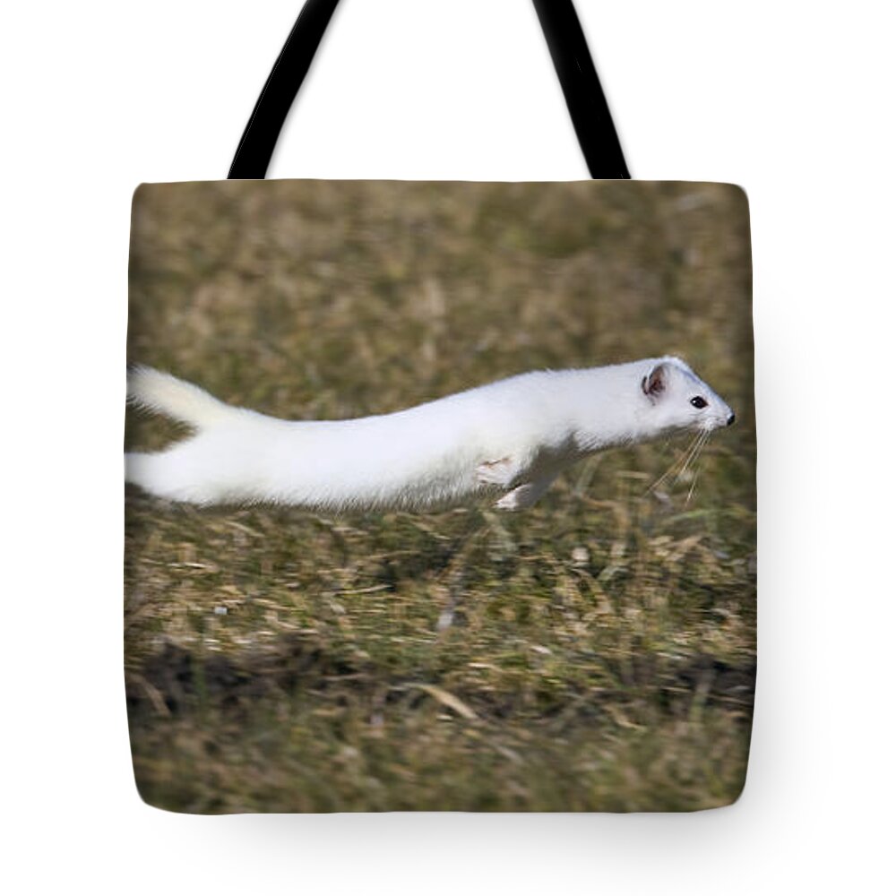 Mp Tote Bag featuring the photograph Short-tailed Weasel Mustela Erminea #2 by Konrad Wothe