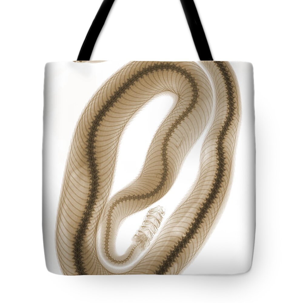 Crotalus Oreganus Helleri Tote Bag featuring the photograph X-ray of Southern Pacific Rattlesnake #1 by Ted Kinsman