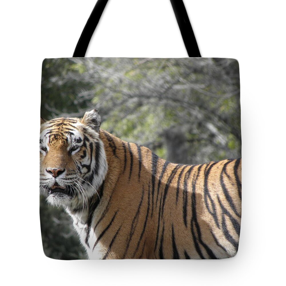 Tiger Tote Bag featuring the photograph Tiger #2 by Kim Galluzzo