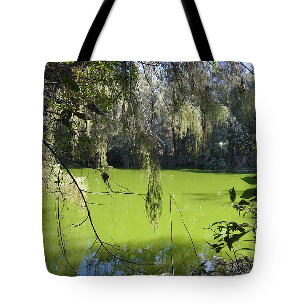 Everglades Tote Bag featuring the photograph 20- Gator Swamp by Joseph Keane