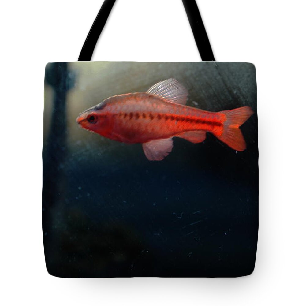  Tote Bag featuring the photograph My room up close 1 #21 by Myron Belfast