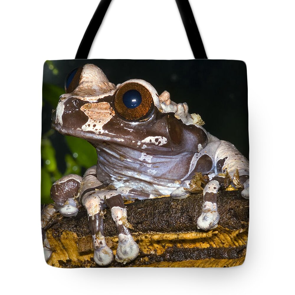 Anotheca Spinosa Tote Bag featuring the photograph Crowned Tree Frog #3 by Dante Fenolio