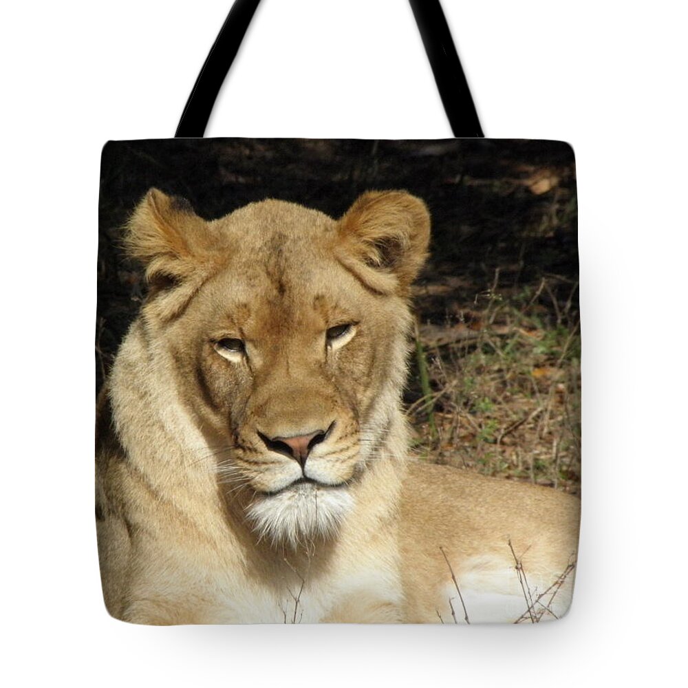 Lioness Tote Bag featuring the photograph Lioness by Kim Galluzzo Wozniak