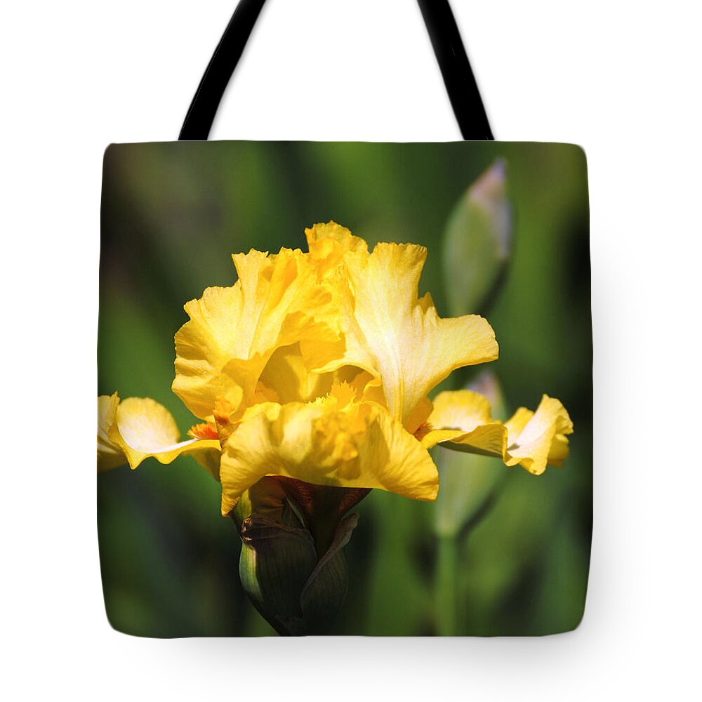 Beautiful Iris Tote Bag featuring the photograph Yellow and White Iris by Jai Johnson