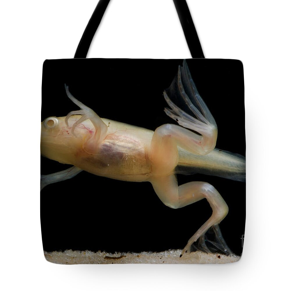 African Clawed Frog Tote Bag featuring the photograph African Clawed Frog Tadpole #4 by Dante Fenolio