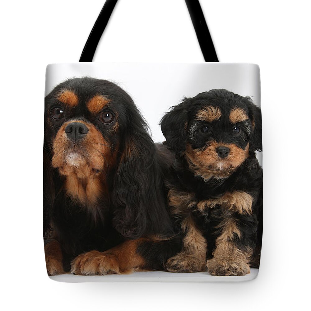 Animal Tote Bag featuring the photograph Cavalier King Charles Spaniel #4 by Mark Taylor