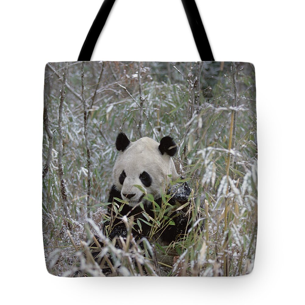 Mp Tote Bag featuring the photograph Giant Panda Ailuropoda Melanoleuca #4 by Konrad Wothe