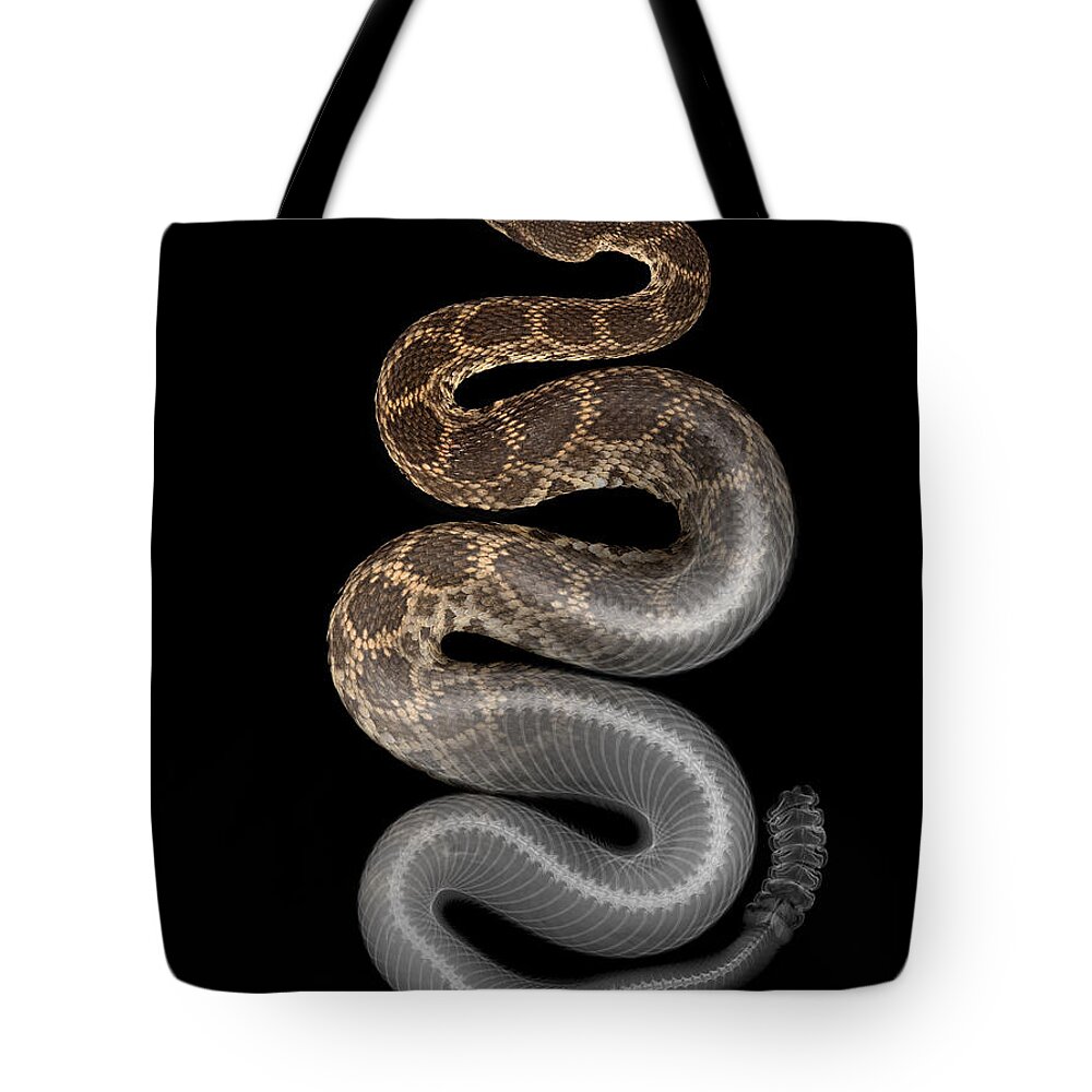 Crotalus Oreganus Helleri Tote Bag featuring the photograph X-ray of Southern Pacific Rattlesnake by Ted Kinsman
