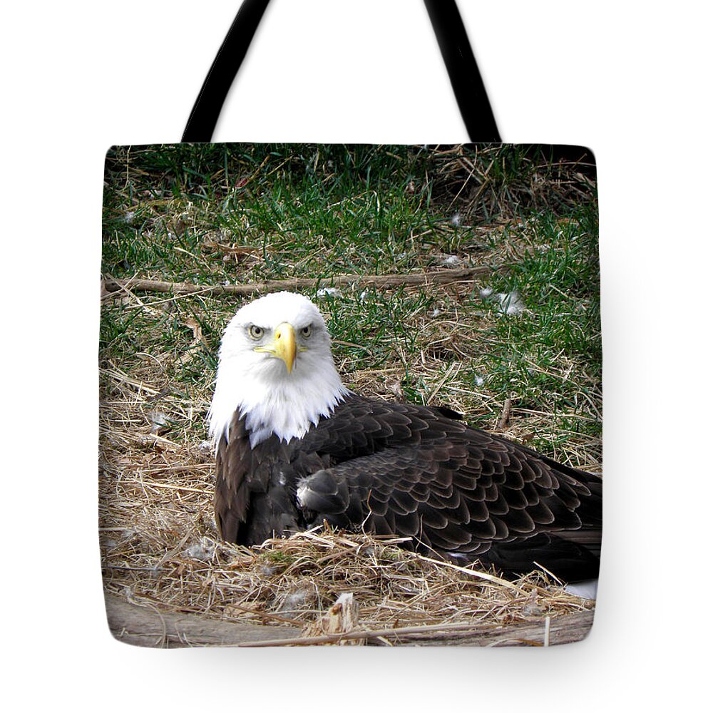 Bald Eagle Tote Bag featuring the photograph Stare Down #4 by Kim Galluzzo