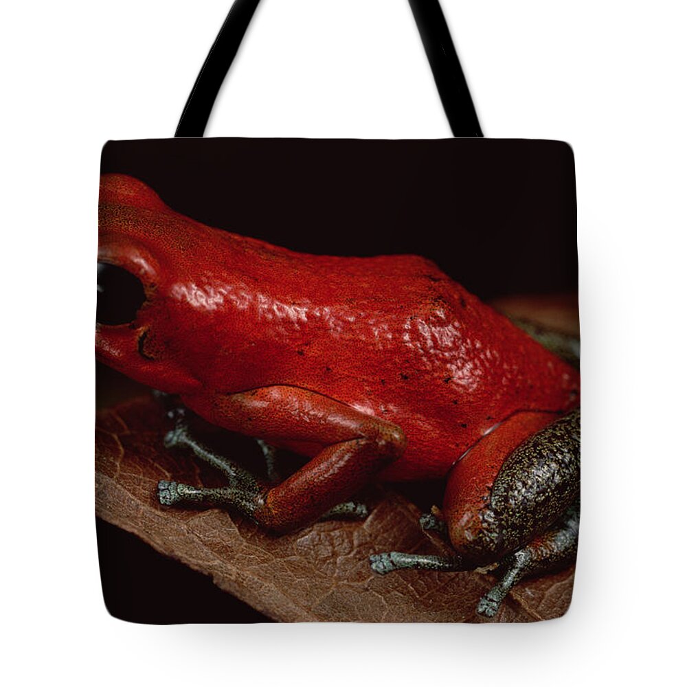 Mp Tote Bag featuring the photograph Strawberry Poison Dart Frog Dendrobates #4 by Mark Moffett
