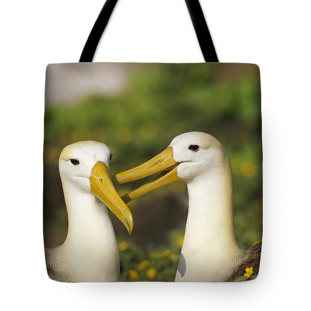 00141167 Tote Bag featuring the photograph Waved Albatross Phoebastria Irrorata #3 by Tui De Roy