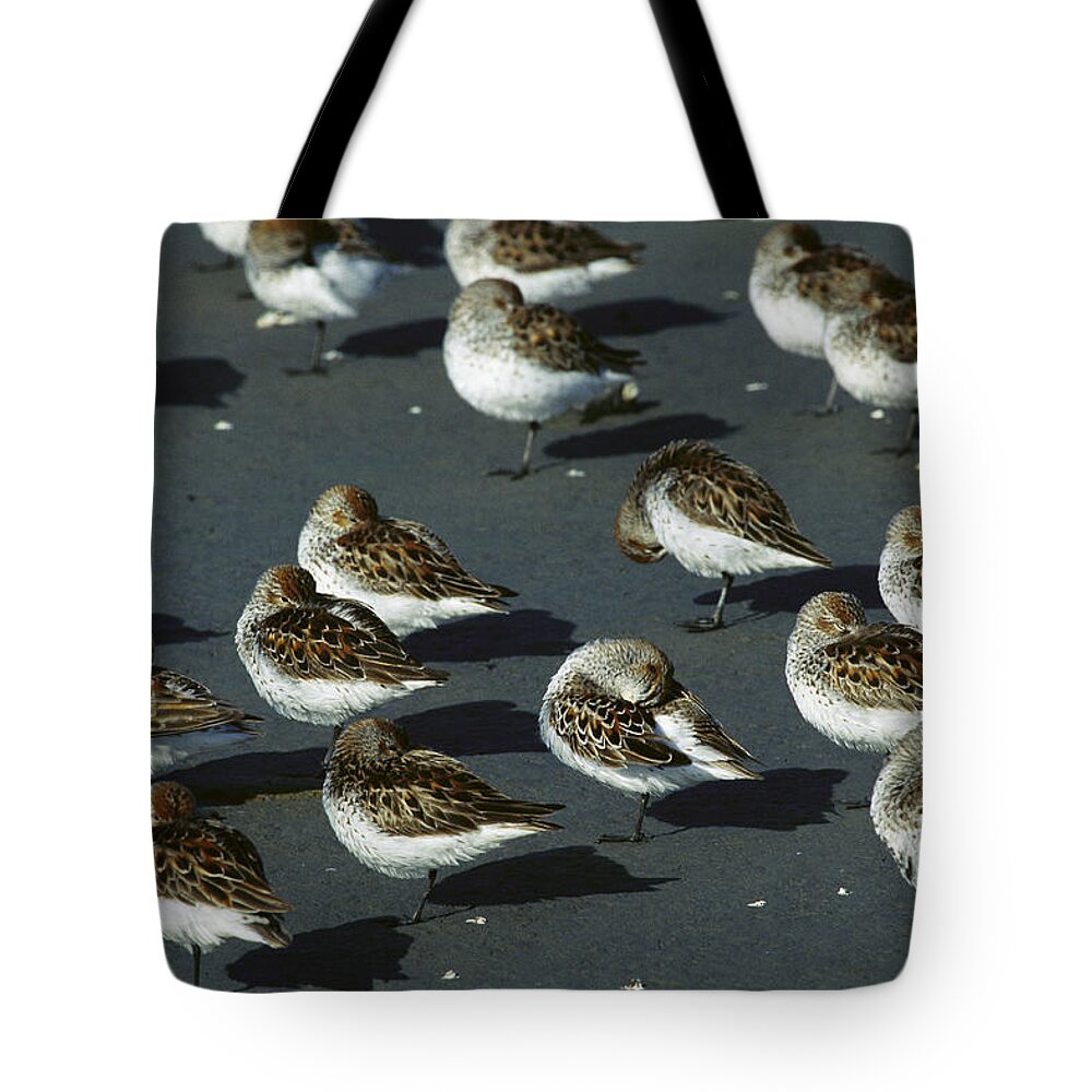 Mp Tote Bag featuring the photograph Western Sandpiper Calidris Mauri Flock #4 by Michael Quinton