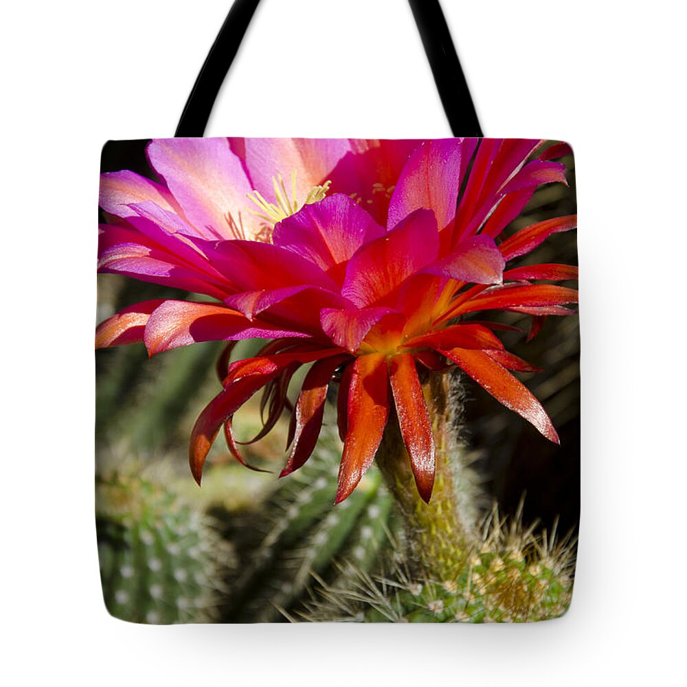 Red Tote Bag featuring the photograph Dark pink cactus flower #5 by Jim And Emily Bush