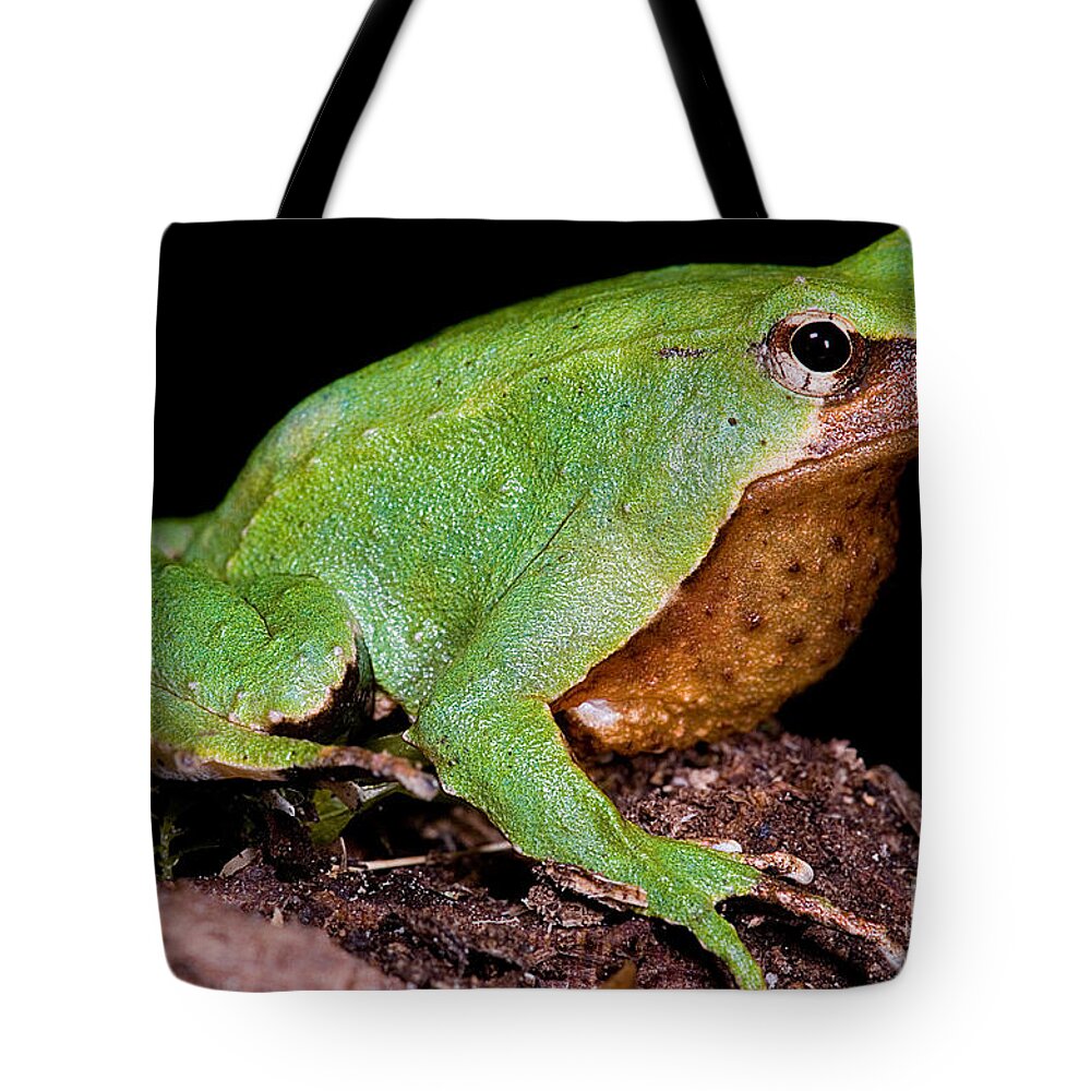 Darwin's Frogs Tote Bag featuring the photograph Darwins Frog by Dante Fenolio