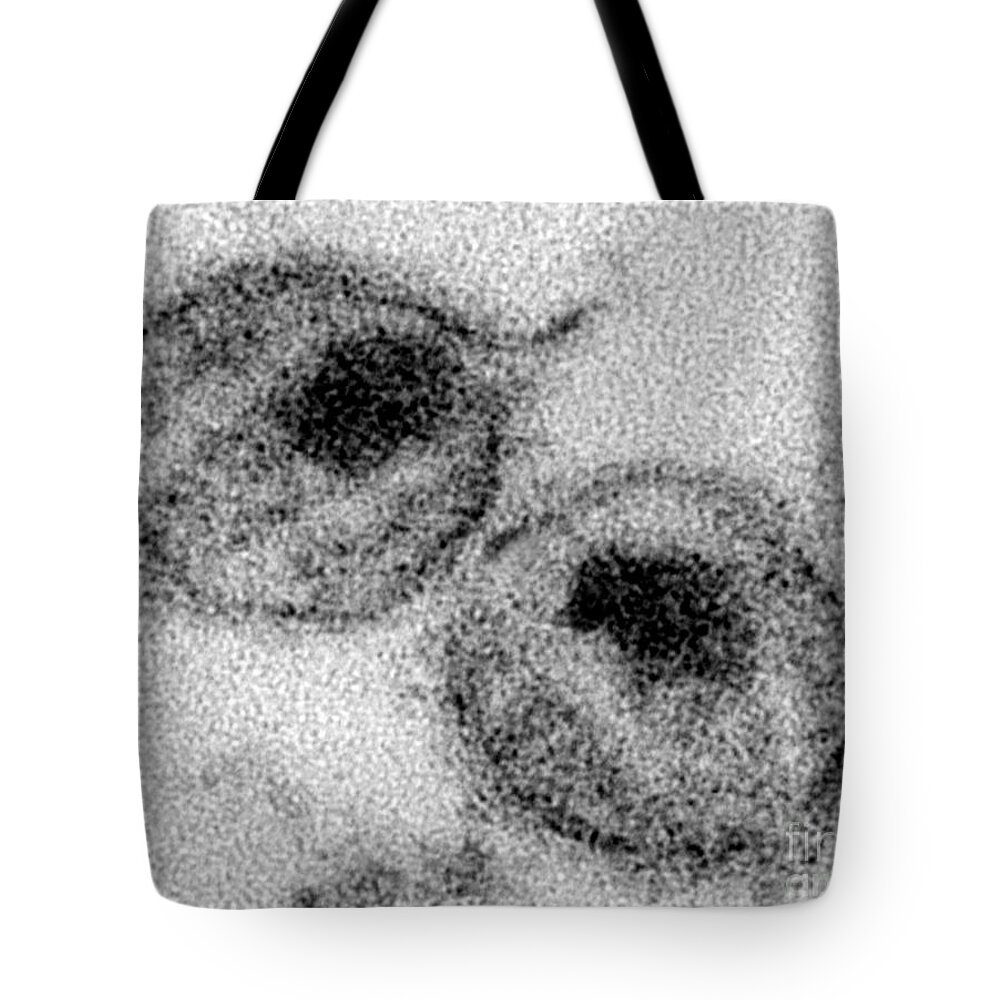 Transmission Electron Micrograph Tote Bag featuring the photograph Hiv #5 by Science Source