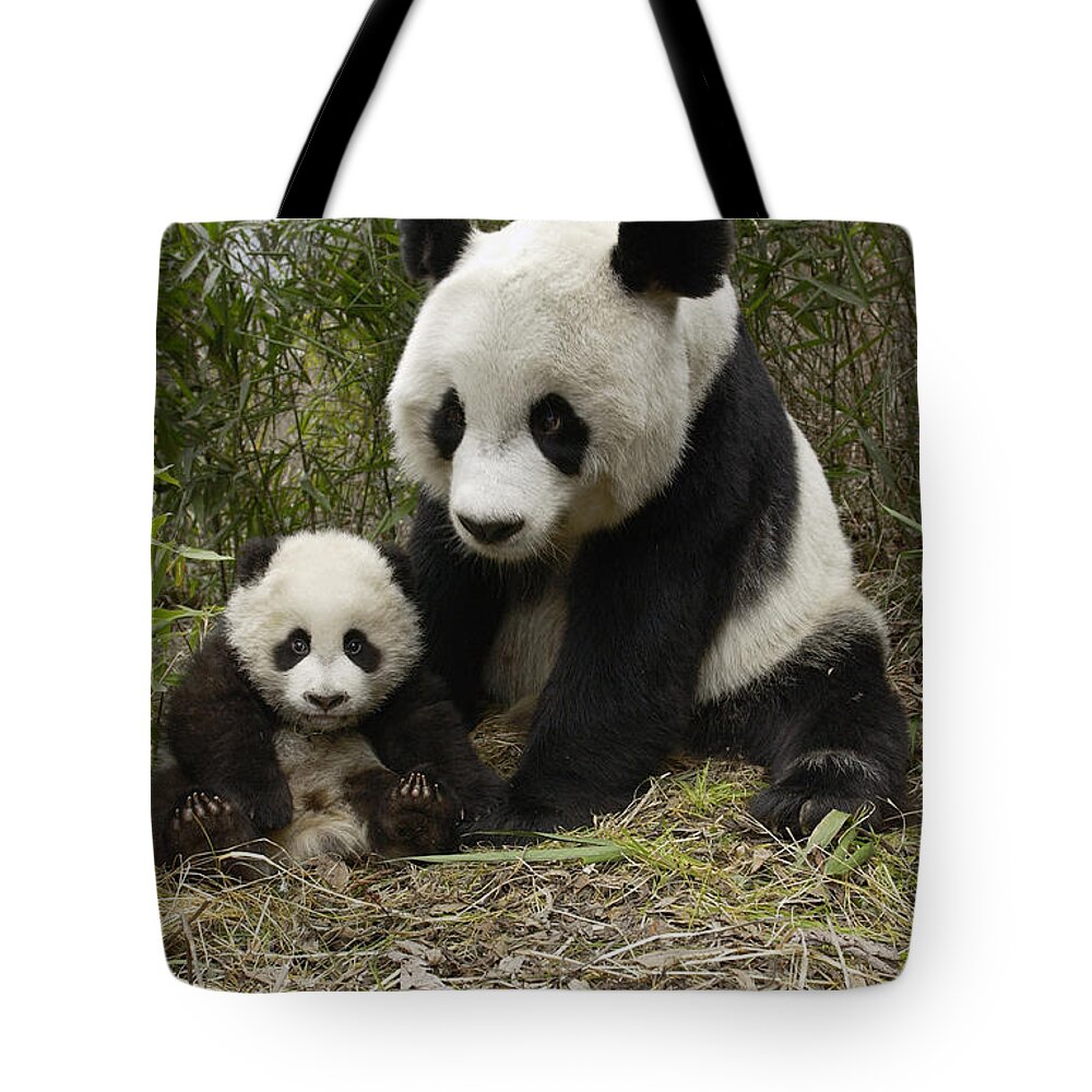 Mp Tote Bag featuring the photograph Giant Panda Ailuropoda Melanoleuca #7 by Katherine Feng