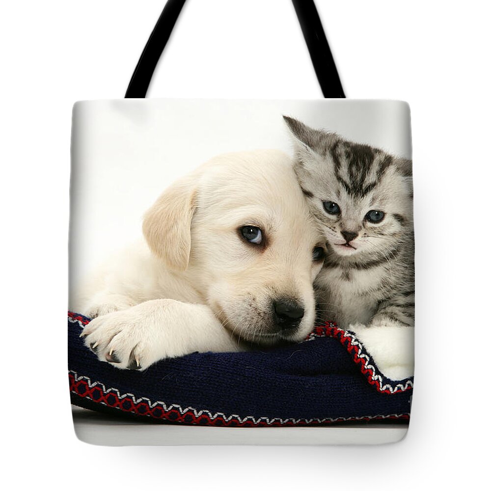 Goldador Tote Bag featuring the photograph Puppy And Kitten #20 by Jane Burton