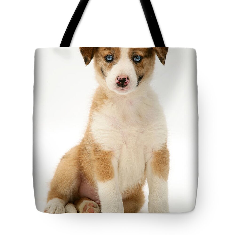 Domestic Tote Bag featuring the photograph Border Collie Puppy #8 by Jane Burton