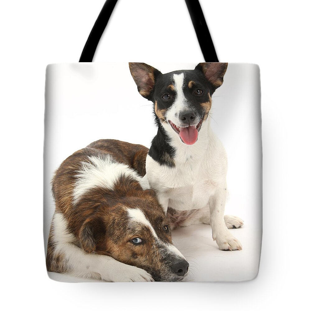 Animal Tote Bag featuring the photograph Dogs by Mark Taylor