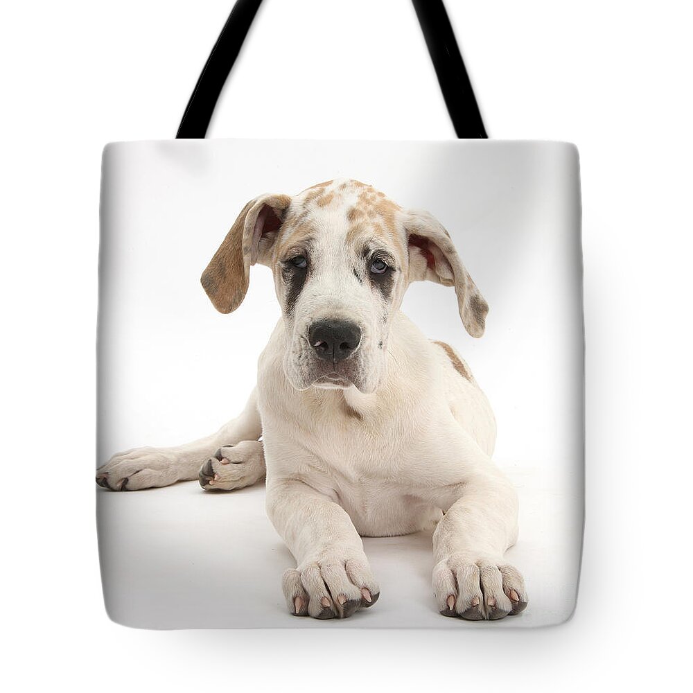 Nature Tote Bag featuring the photograph Great Dane Pup #9 by Mark Taylor