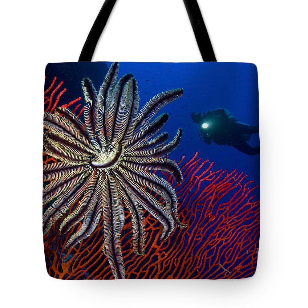 Lagoon Point Tote Bag featuring the photograph A Crinoid On A Bright Red Sea Fan by Steve Jones