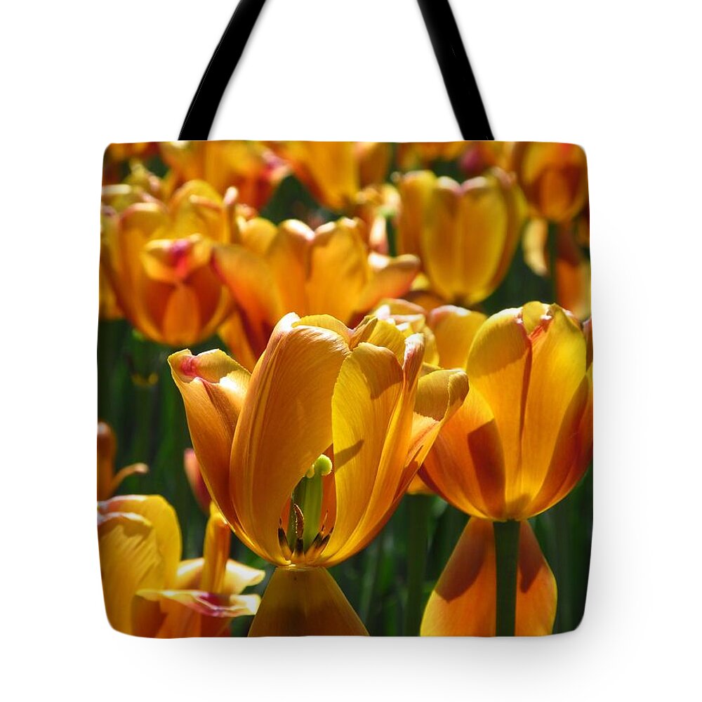 Spring Tote Bag featuring the photograph A Filed Of Orange by Alfred Ng