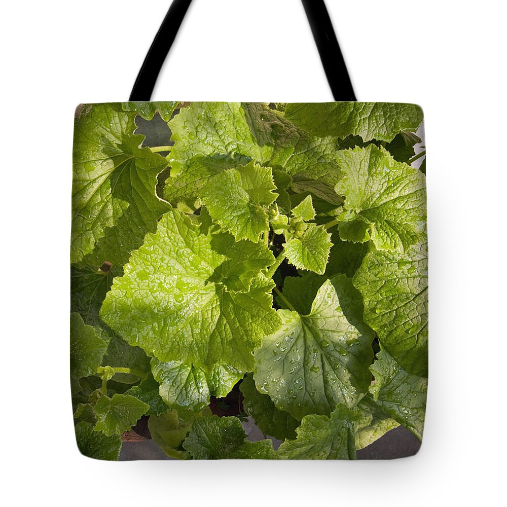 Plant Tote Bag featuring the photograph A green leafy vegetable plant after watering in bright sunrise by Ashish Agarwal
