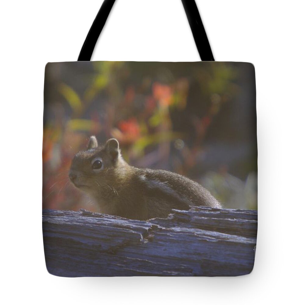 Chipmunks Tote Bag featuring the photograph A Little Chipmunk by Jeff Swan