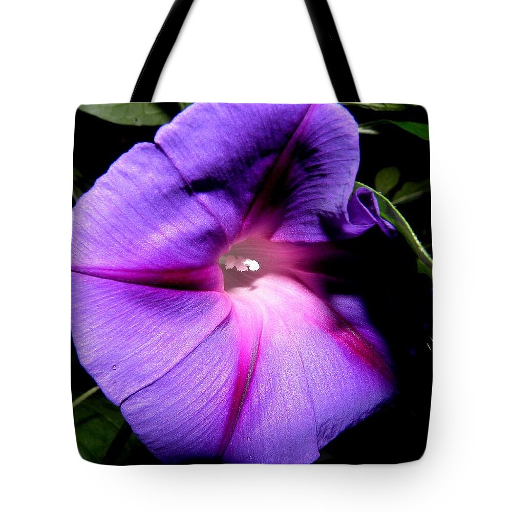 Purply Tote Bag featuring the photograph A Morning Full Of Glory by Kim Galluzzo