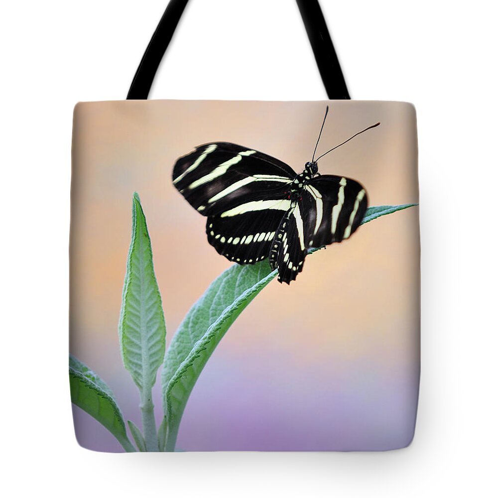 Butterfly Tote Bag featuring the photograph A Star is born by Bill Dodsworth