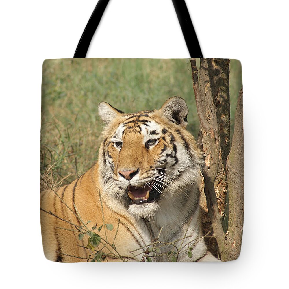 Tiger Tote Bag featuring the photograph A tiger lying casually but fully alert by Ashish Agarwal