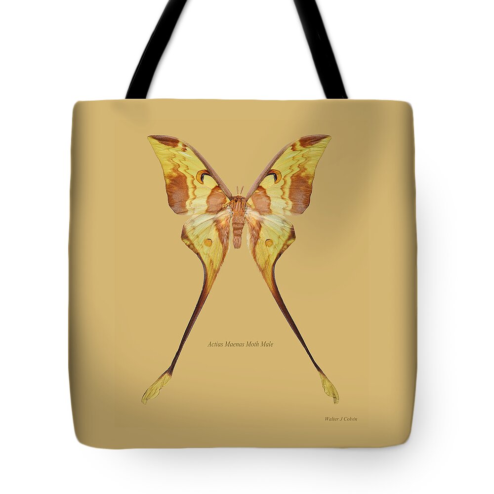 Actias Maenas Moth Male Tote Bag featuring the digital art Actias Maenas Moth Male by Walter Colvin