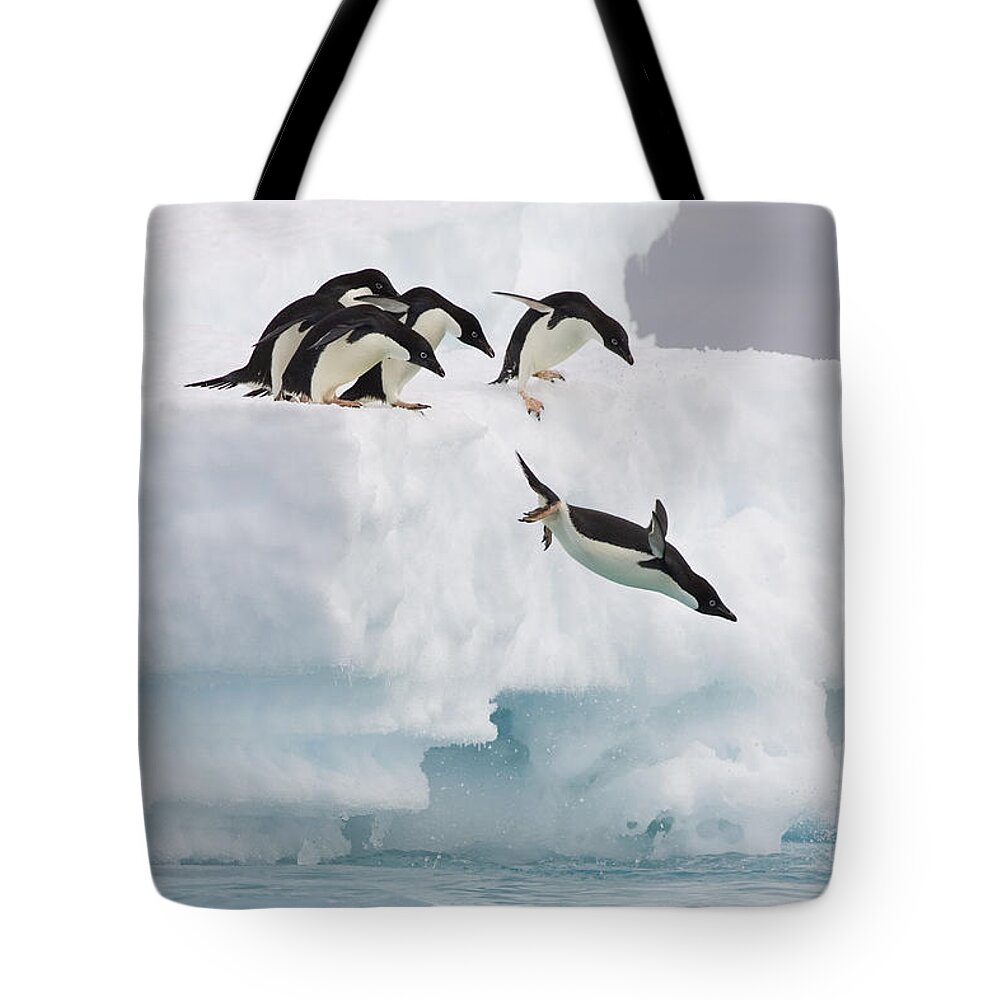 00761831 Tote Bag featuring the photograph Adelie Penguin Diving Antarctica by Suzi Eszterhas